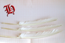 White Goose Feather