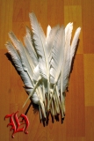 White Goose Feather